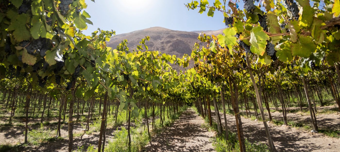 De Bortoli Woodfired Heathcote Sparkling Shiraz, Grenache & Shiraz, Captivating, Bold & Intense grown in volcanic rich soil winery