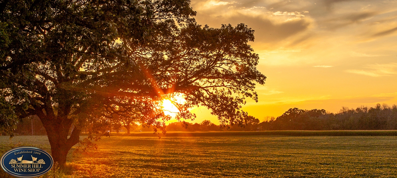 Is There a Difference to Wines Made from Old Vines? Eden Valley Wines Sunset