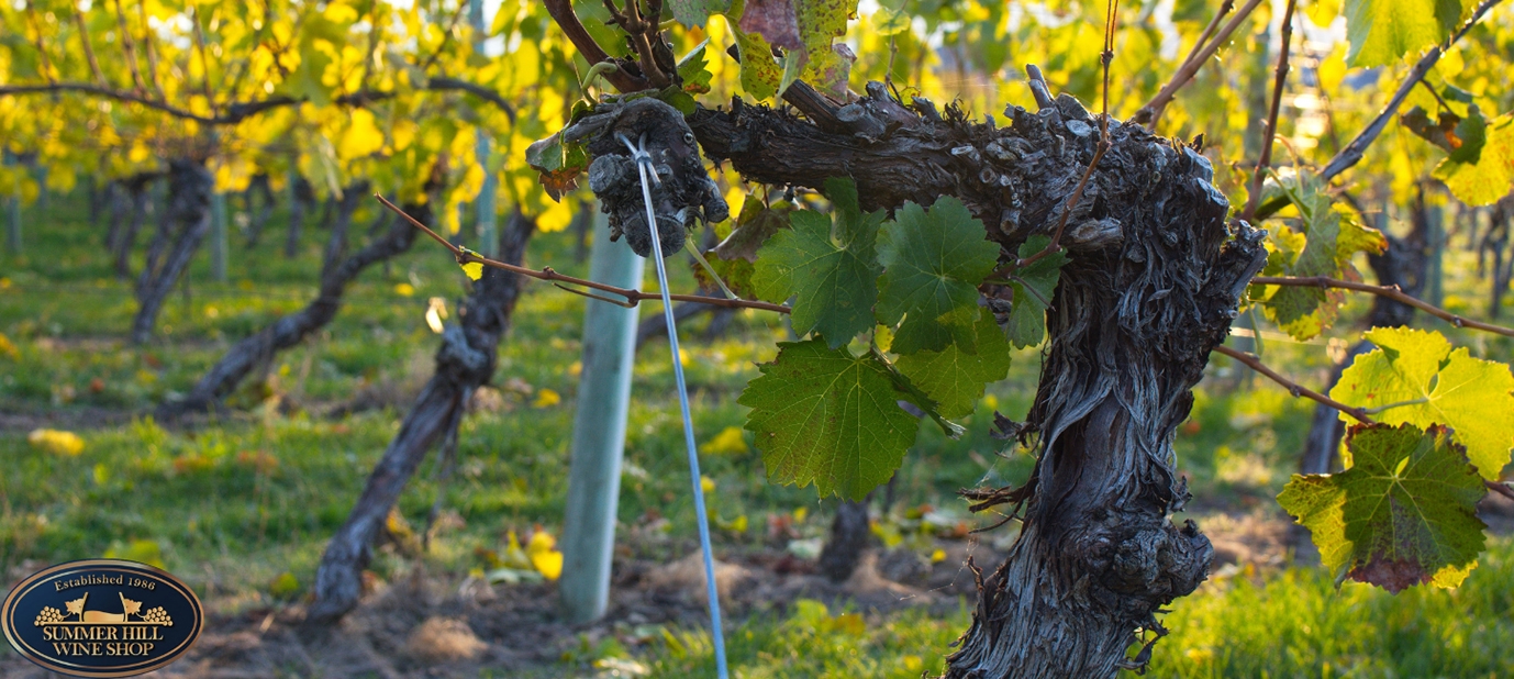 Eden Valley Wines, The Irvine, Does Vine Age Affect Wine Taste or Quality